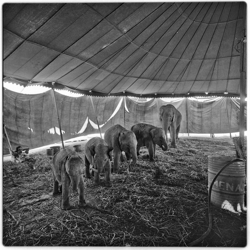 Baby elephants inside circus tent