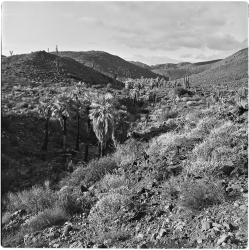 Arroyo El Portezuelo in the Sierra de San Pedro Mártir