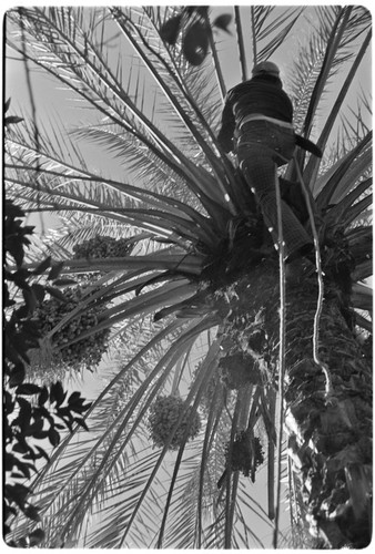 Date palms at Rancho San Martín