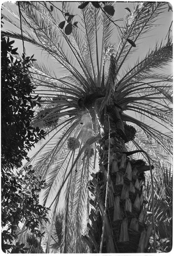 Date palms at Rancho San Martín