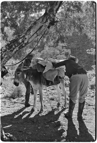 Adjusting packs and collecting fodder on trail up Arroyo del Parral as far as La Higuerilla