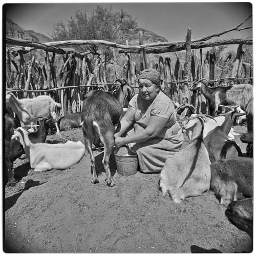 Milking goats at Rancho Pie de la Cuesta