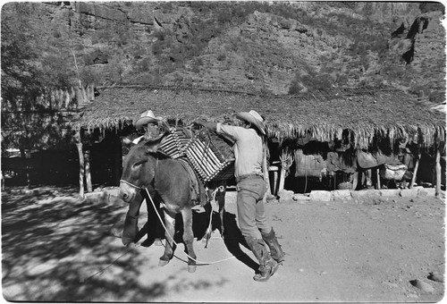 Loading cheese on mule at Rancho La Vinorama