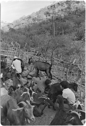 Milking goats at Rancho El Zorrillo