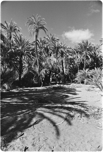 Date palms (Phoenix dactylifera) in San Ignacio