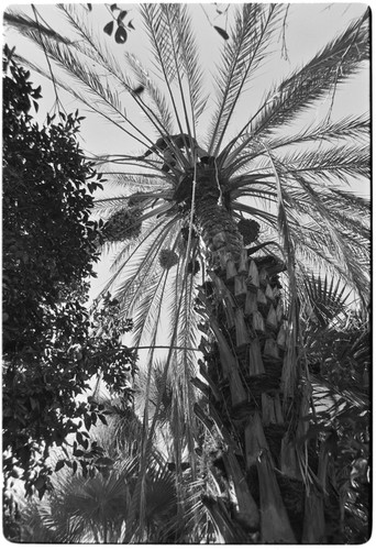 Date palms at Rancho San Martín