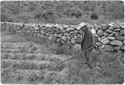 Loreto Arce working in his garden at Rancho San Gregorio