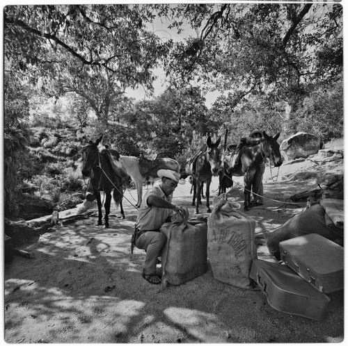 Packing mules at Rancho La Victoria in the Cape Sierra