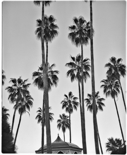 Palm trees in Álamos