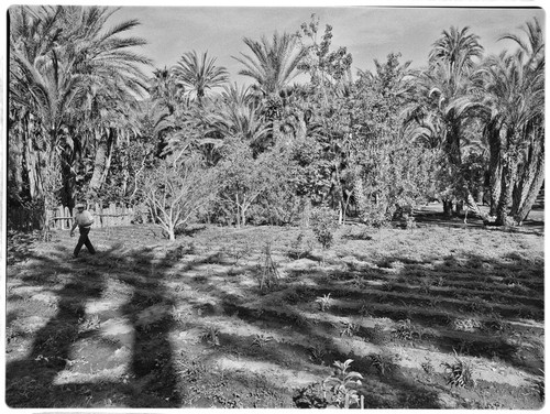 Orchard at San José de Comondú