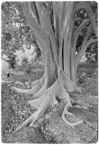 Zalate trees (Ficus palmeri) at Rancho San Bartolo in the Cape Sierra region