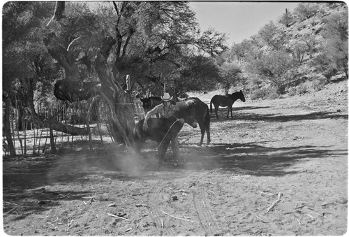 Rancho San Martín