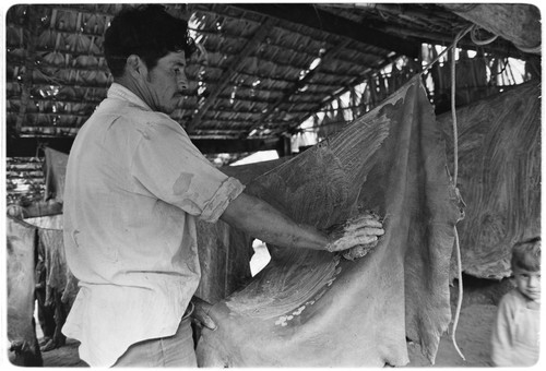 Francisco Arce tanning leather at Rancho San Gregorio