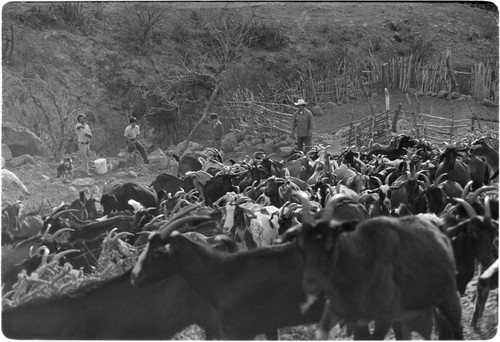 Goats leaving their pen at Rancho Las Jícamas