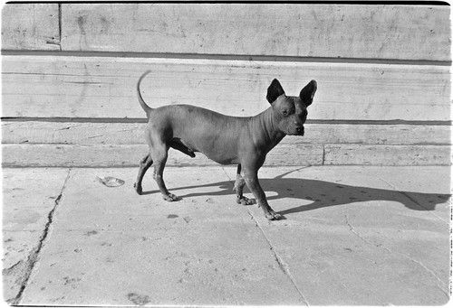 Colima dog in Santa Rosalía