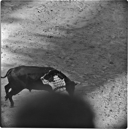 Bullfighting at La Plaza de Toros El Toreo de Tijuana