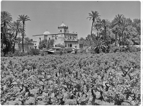 Vineyard and Misión San Ignacio