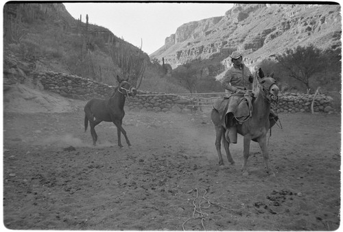 Breaking mules at Rancho San Nicolás