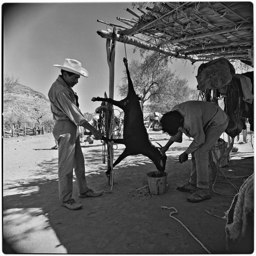 Butchering a goat at Rancho Pie de la Cuesta