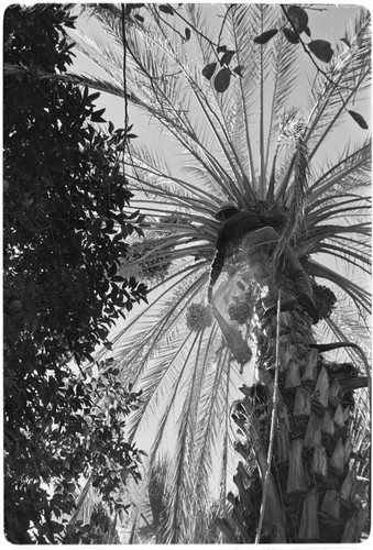 Date palms at Rancho San Martín