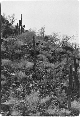 Mules on trail between Rancho Santa Marta and Rancho San Gregorio