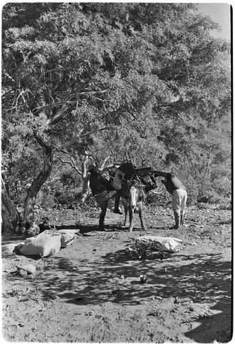 Adjusting packs and collecting fodder on trail up Arroyo del Parral as far as La Higuerilla