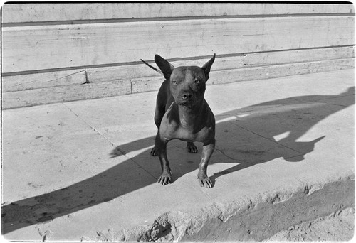 Colima dog in Santa Rosalía