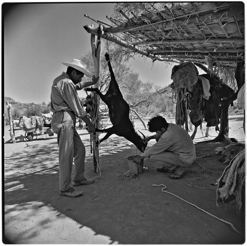 Butchering a goat at Rancho Pie de la Cuesta