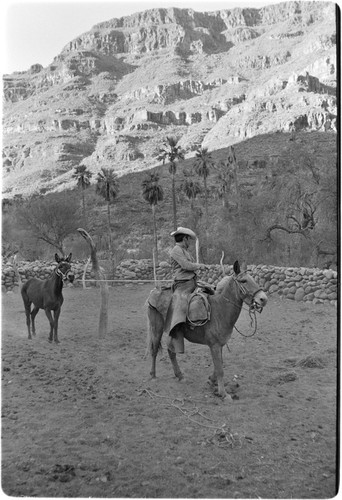 Breaking mules at Rancho San Nicolás