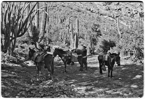 Adjusting packs and collecting fodder on trail up Arroyo del Parral as far as La Higuerilla