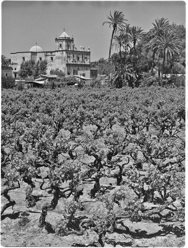 Vineyard and Misión San Ignacio