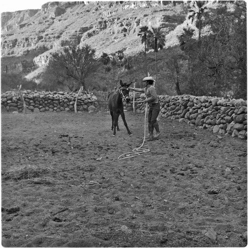 Mule breaking at Rancho San Nicolás