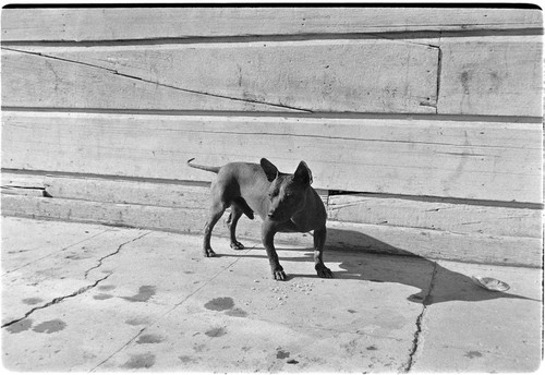 Colima dog in Santa Rosalía