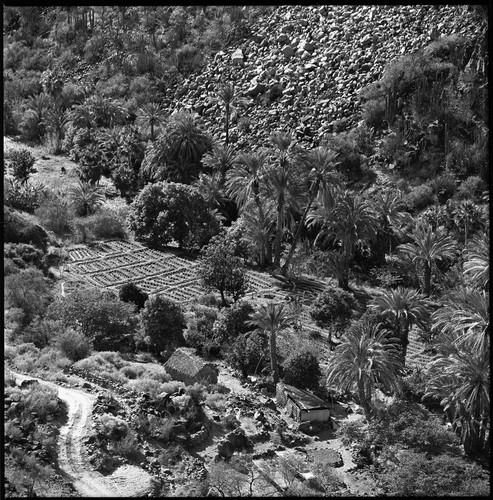 Agriculture in the arroyo of San José de Comondú