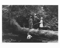 John Muir and friends in Muir Woods, 1909