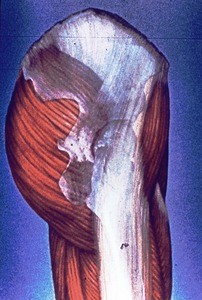 Illustration of musculature of right hip, gluteal region & upper thigh, lateral view, with right hemi-pelvis, femoral greater trochanter and border of hip socket--all ghosted in