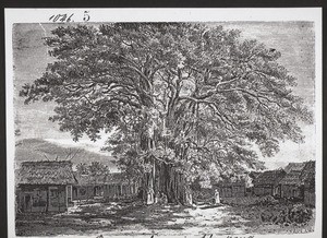 Bamana-tree in Akropong