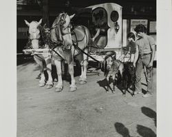 Customized carriage and miniature horses at the Sonoma County Fair, Santa Rosa, California