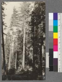 A fine clean boled pair of Sugar Pines about 55" in diameter. About 1/2 mile from Califorest Camp. Situated in draw near stand in #953. August, 1920. E.F