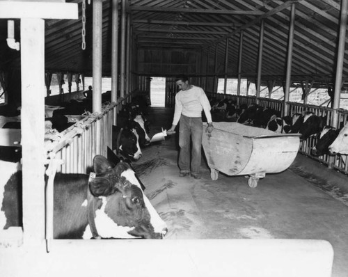 Cattle in milking center