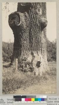Trunk of the giant specimen of Valley Oak (Quercus lobata) beside the highway in Lake county. E. Griffith, a senior in forestry. Metcalf - '36. Meas. July 1937. Diameter at breast height - 106" - Height 125' This tree fell in a storm December 1952