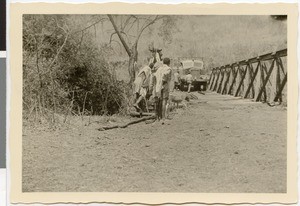 Bridge over Birbir River near Yubdo, Ethiopia, 1952
