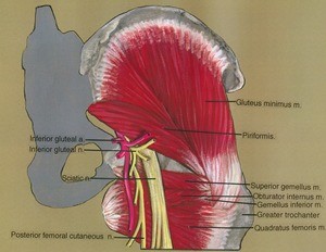 Illustration of dissection of the right gluteal region, poterior view