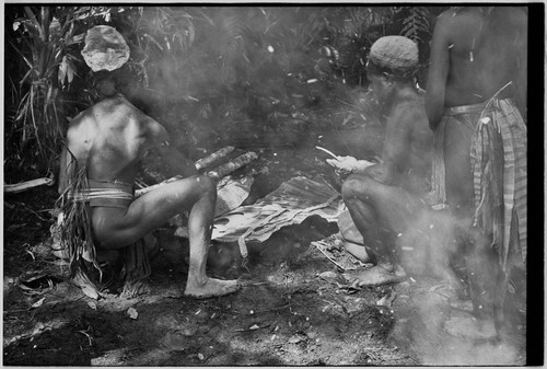 Pig festival, uprooting cordyline ritual, Tsembaga: display of shell valuables at sacrifice of female pigs to spirits of high ground