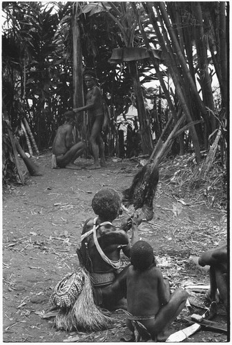 Pig festival, wig ritual, Tsembaga: decorated man arranges feather valuable, man undergoing wig construction in background