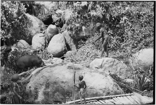 Pig festival, pig sacrifice: pig is pulled across a stream, being brought to slaughter