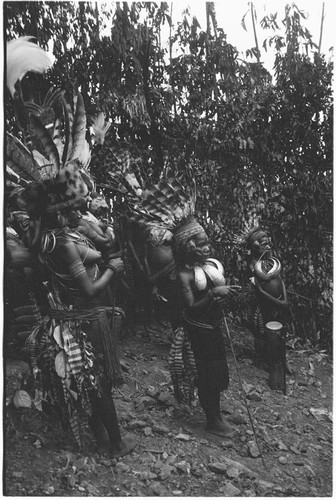 Pig festival, pig sacrifice, Tsembaga: elaborately decorated women behind ritual fence, prepared to join in dancing