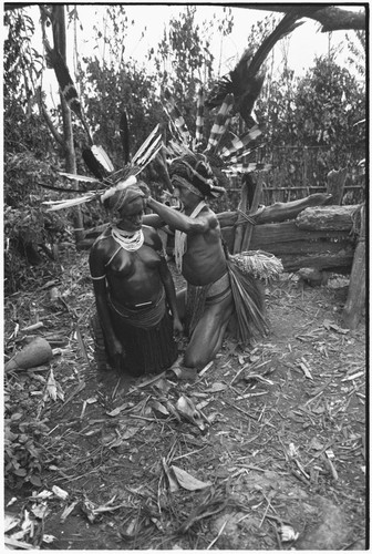 Pig festival, pig sacrifice, Tsembaga: behind ritual fence, young woman is adorned, helped by man wearing headdress, wig and bustle