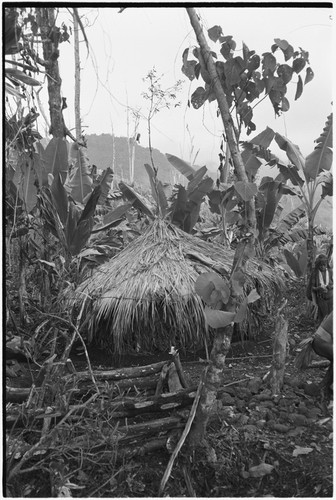 Pig festival, pig sacrifice, Tsembaga: sacrifice house in ancestral shrine, where pigs will be cooked