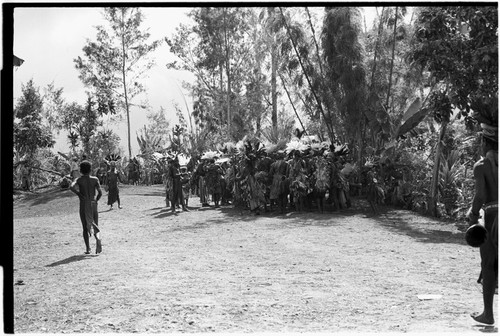 Pig festival, singsing, Kwiop: men with feather headdresses cluster at edge of dance ground